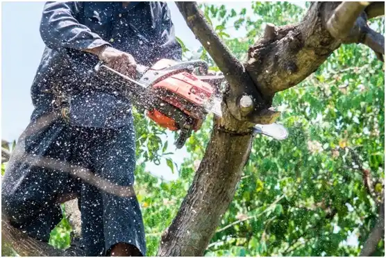tree services Belle Haven